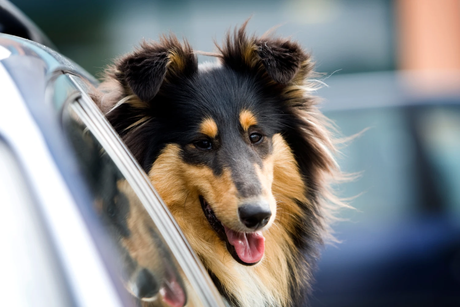 Mercedes-Benz GLC Dog Safety Belt for Collies