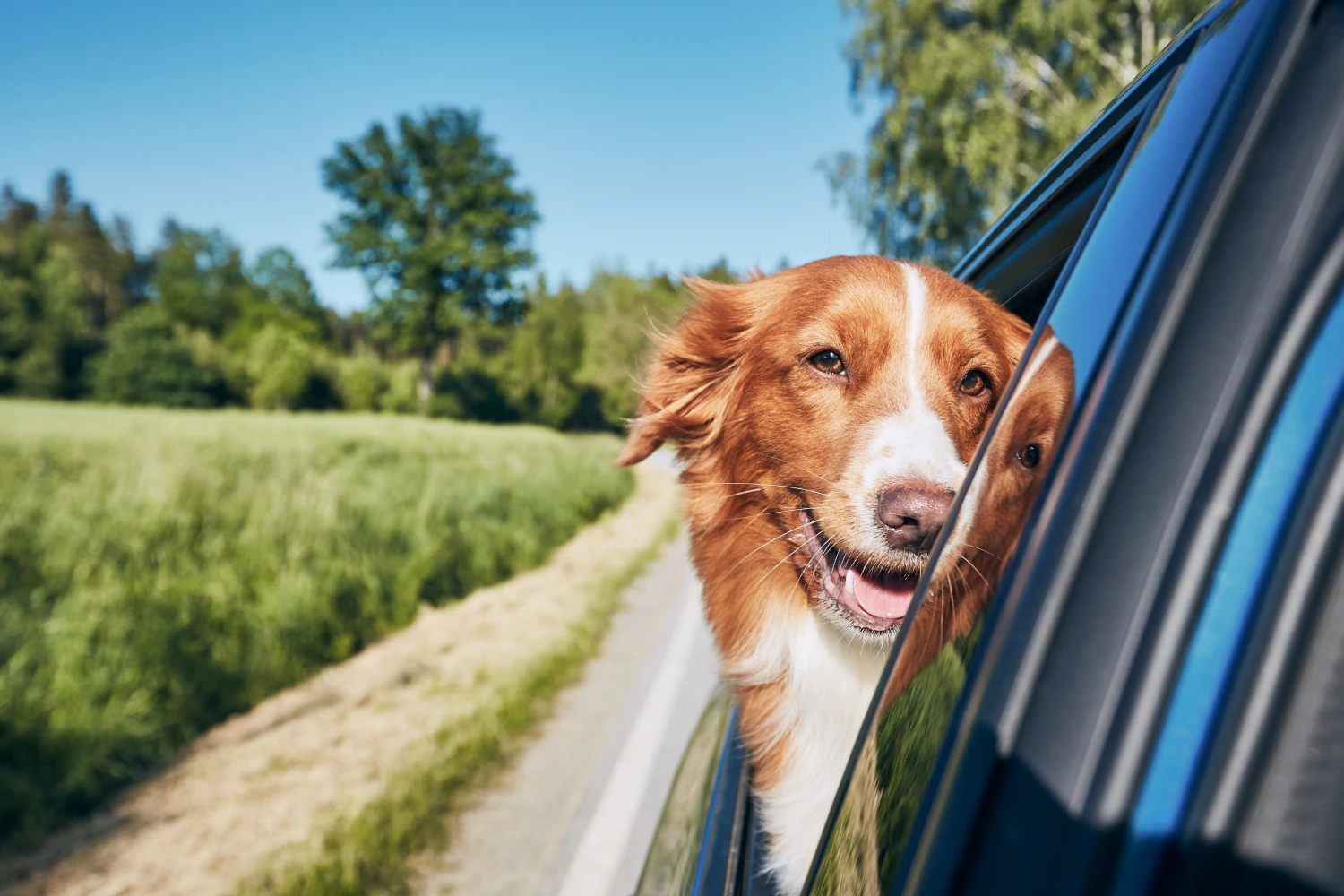 Audi A4 Dog Safety Belt for Duck Tolling Retrievers