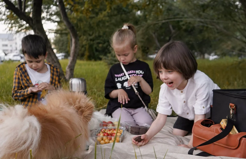 picnic blankets near me